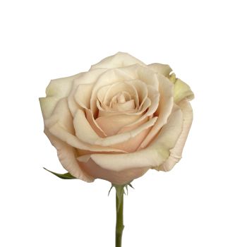 ROSE DE MARRAKECH ネロリバーム　35g×2　10g×1 Amazon.co.jp: ローズ ド マラケシュ ネロリバーム 35g : Beauty